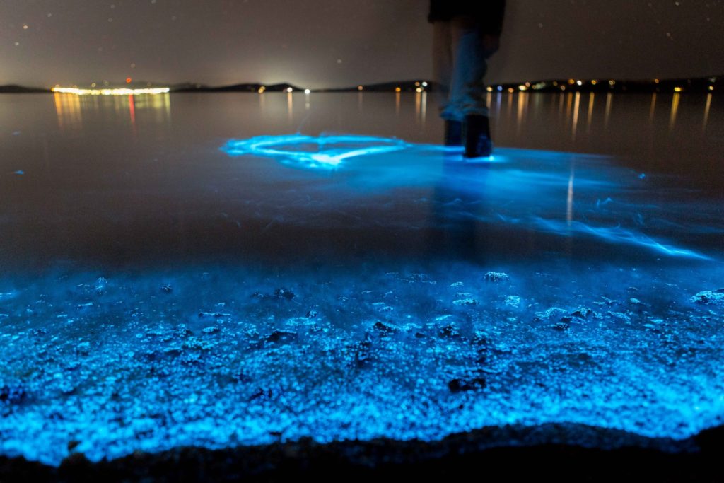 bioluminescent-plankton