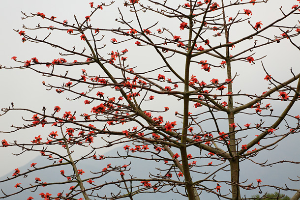 南大嶼郊野公園