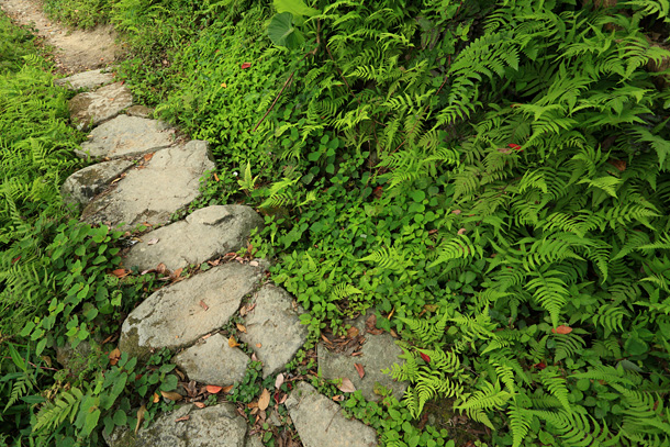 南大嶼郊野公園