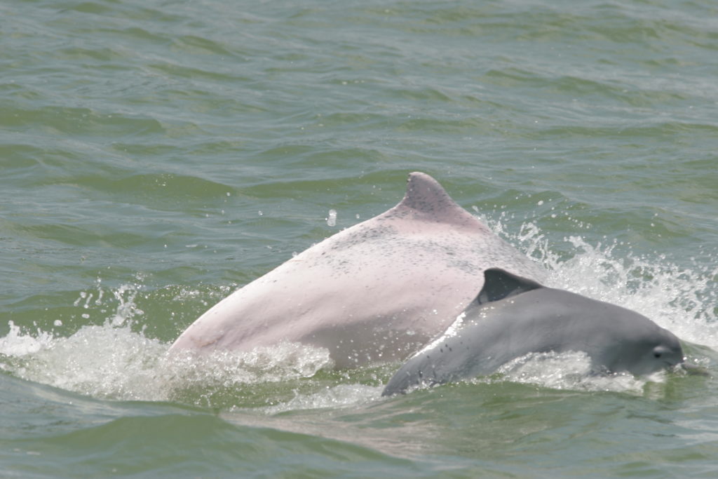 中華白海豚