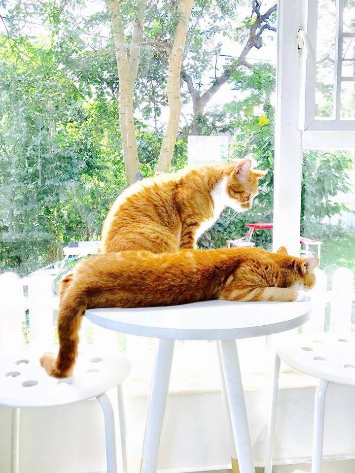 東涌民宿, 民宿, 城市綠洲民宿, 城市綠洲, 中華白海豚, 侯王宮, 地塘仔郊遊徑, 大嶼山, 大東山, 彈塗魚, 招潮蟹, 昂坪, 昂坪棧道, 東涌, 東澳古道, 機埸, 民宿, 沙螺灣, 濕地, 紅樹林, 纜車, 自然, 芒草, 觀星, 遠足, 鳳凰山, Holimood