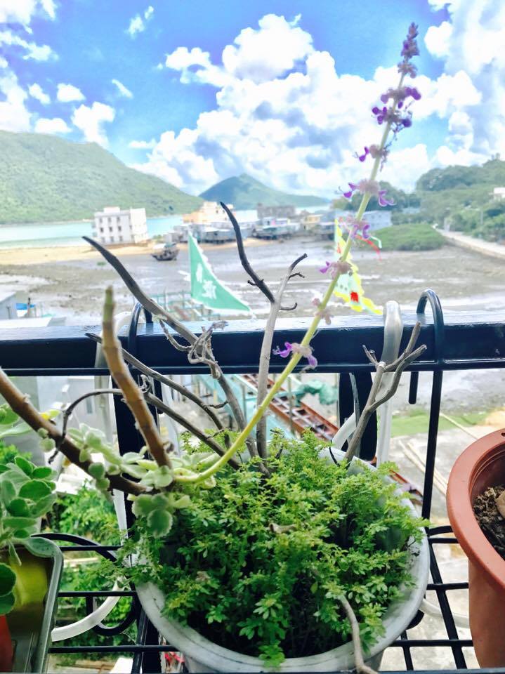 大嶼山, 大澳, 海悠居, 景點, 玩樂, 海景, 漁村, 貓, 招潮蟹, 紅樹林, 大澳大會堂, 濕地, 旅遊, 海濱長廊, 棚屋, 東京士多, 新基大橋, 橫水橋, 藝術, 畫廊, 范赫畫廊, 貓澳, 隱藏, 遊記