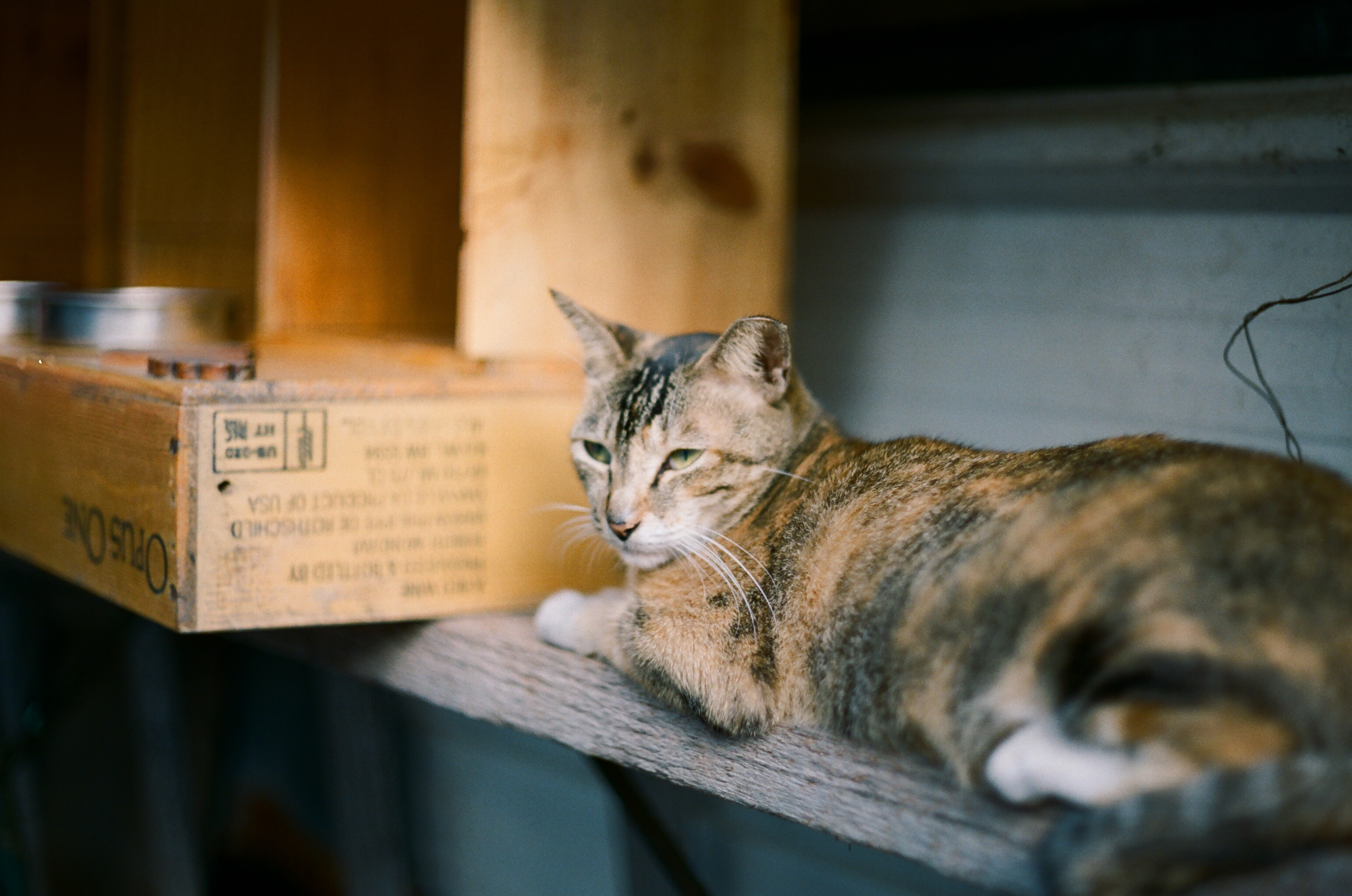 大嶼山, 大澳, 海悠居, 景點, 玩樂, 海景, 漁村, 貓, 招潮蟹, 紅樹林, 大澳大會堂, 濕地, 旅遊, 海濱長廊, 棚屋, 東京士多, 新基大橋, 橫水橋, 藝術, 畫廊, 范赫畫廊, 貓澳, 隱藏, 遊記