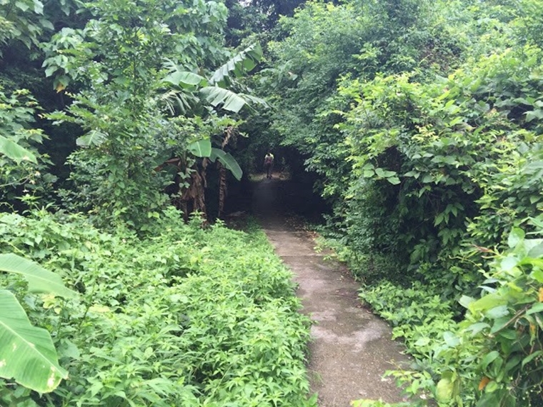 東涌行山徑, 民宿, 城市綠洲, 白芒村, 行山, 東涌, 行山徑, 大東山, 鳳凰山, 鳳凰徑, 奧運徑, 大嶼山, 東澳古道, 東梅古道, 沙螺灣, 沙螺灣村, 天壇大佛, 寶蓮寺, 心經簡林, 芒草, 自然, 山系男女, 深屈灣, 古村, 古樹, 梅窩, 大澳