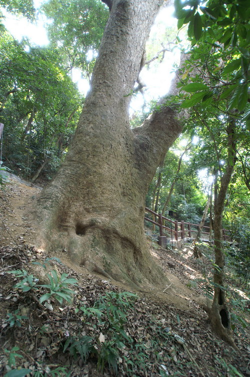 東涌行山徑, 民宿, 城市綠洲, 白芒村, 行山, 東涌, 行山徑, 大東山, 鳳凰山, 鳳凰徑, 奧運徑, 大嶼山, 東澳古道, 東梅古道, 沙螺灣, 沙螺灣村, 天壇大佛, 寶蓮寺, 心經簡林, 芒草, 自然, 山系男女, 深屈灣, 古村, 古樹, 梅窩, 大澳