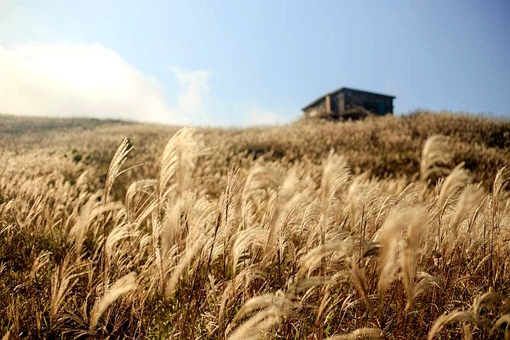 東涌行山徑, 民宿, 城市綠洲, 白芒村, 行山, 東涌, 行山徑, 大東山, 鳳凰山, 鳳凰徑, 奧運徑, 大嶼山, 東澳古道, 東梅古道, 沙螺灣, 沙螺灣村, 天壇大佛, 寶蓮寺, 心經簡林, 芒草, 自然, 山系男女, 深屈灣, 古村, 古樹, 梅窩, 大澳