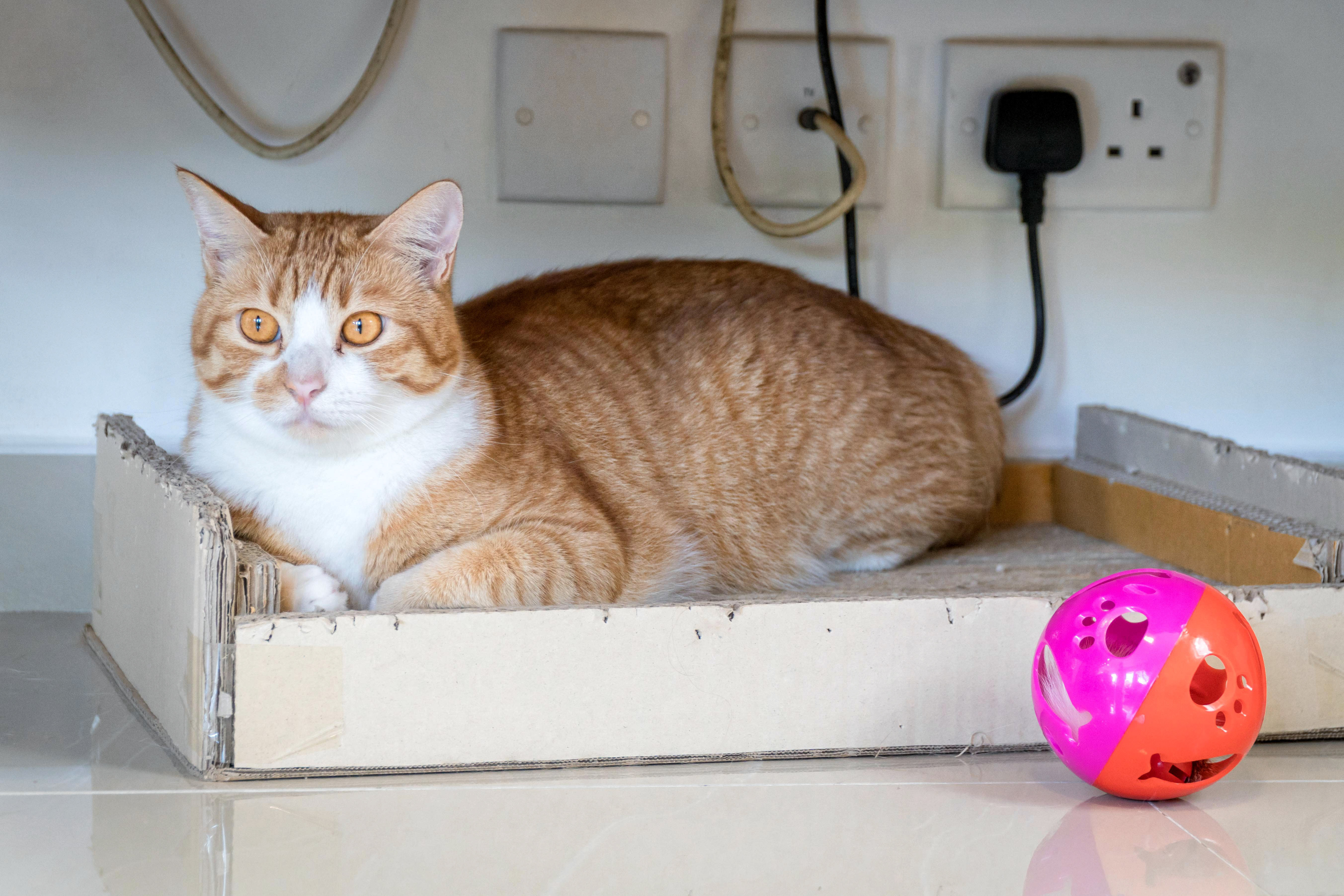 東涌民宿, 民宿, 城市綠洲民宿, 城市綠洲, 中華白海豚, 侯王宮, 地塘仔郊遊徑, 大嶼山, 大東山, 彈塗魚, 招潮蟹, 昂坪, 昂坪棧道, 東涌, 東澳古道, 機埸, 民宿, 沙螺灣, 濕地, 紅樹林, 纜車, 自然, 芒草, 觀星, 遠足, 鳳凰山, Holimood