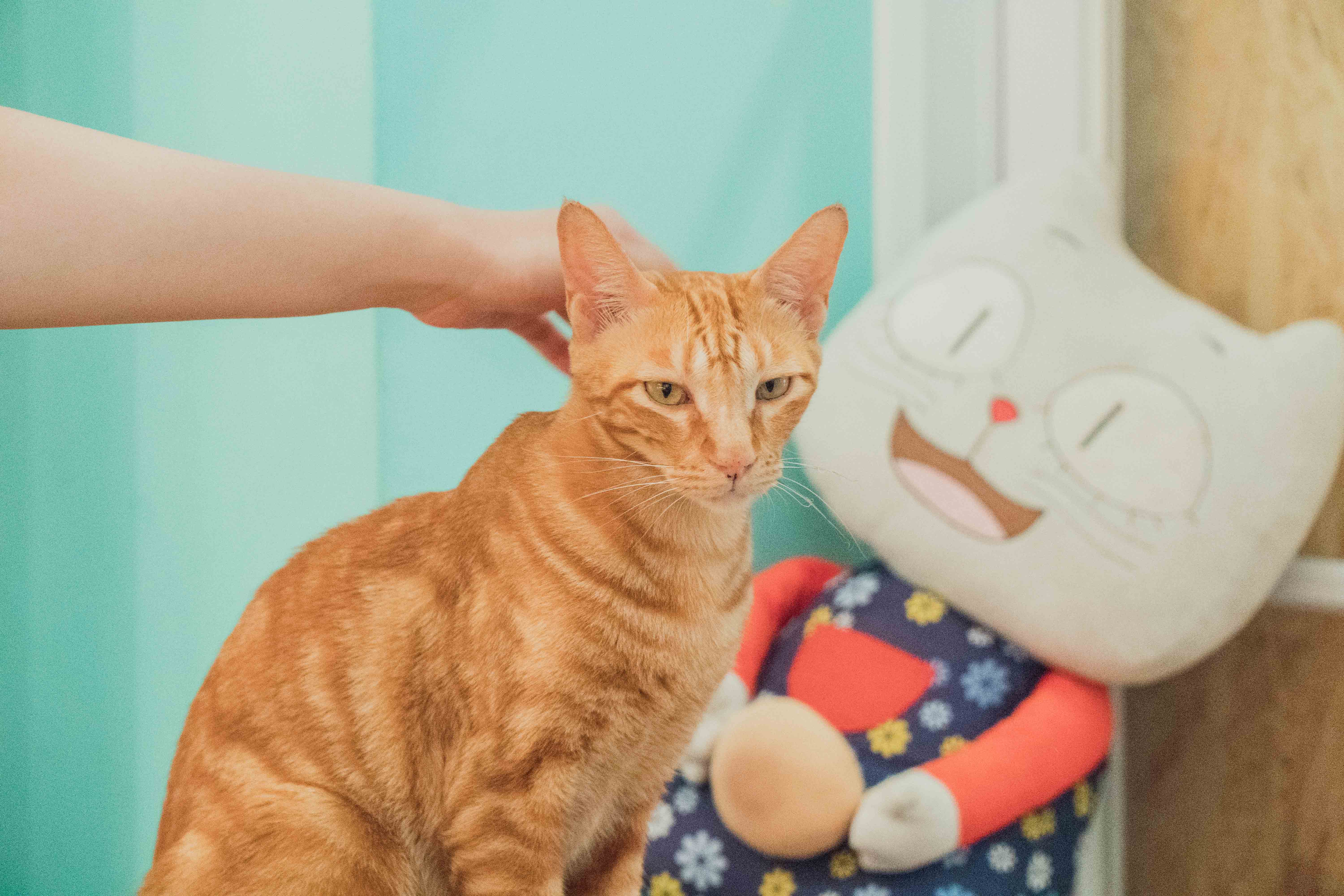 Cafe, 海悠居, 貓澳, 貓澳Cafe, 咖啡店, 貓, 貓貓咖啡店, 貓星人, 大澳, 小店, 漁村, 特色