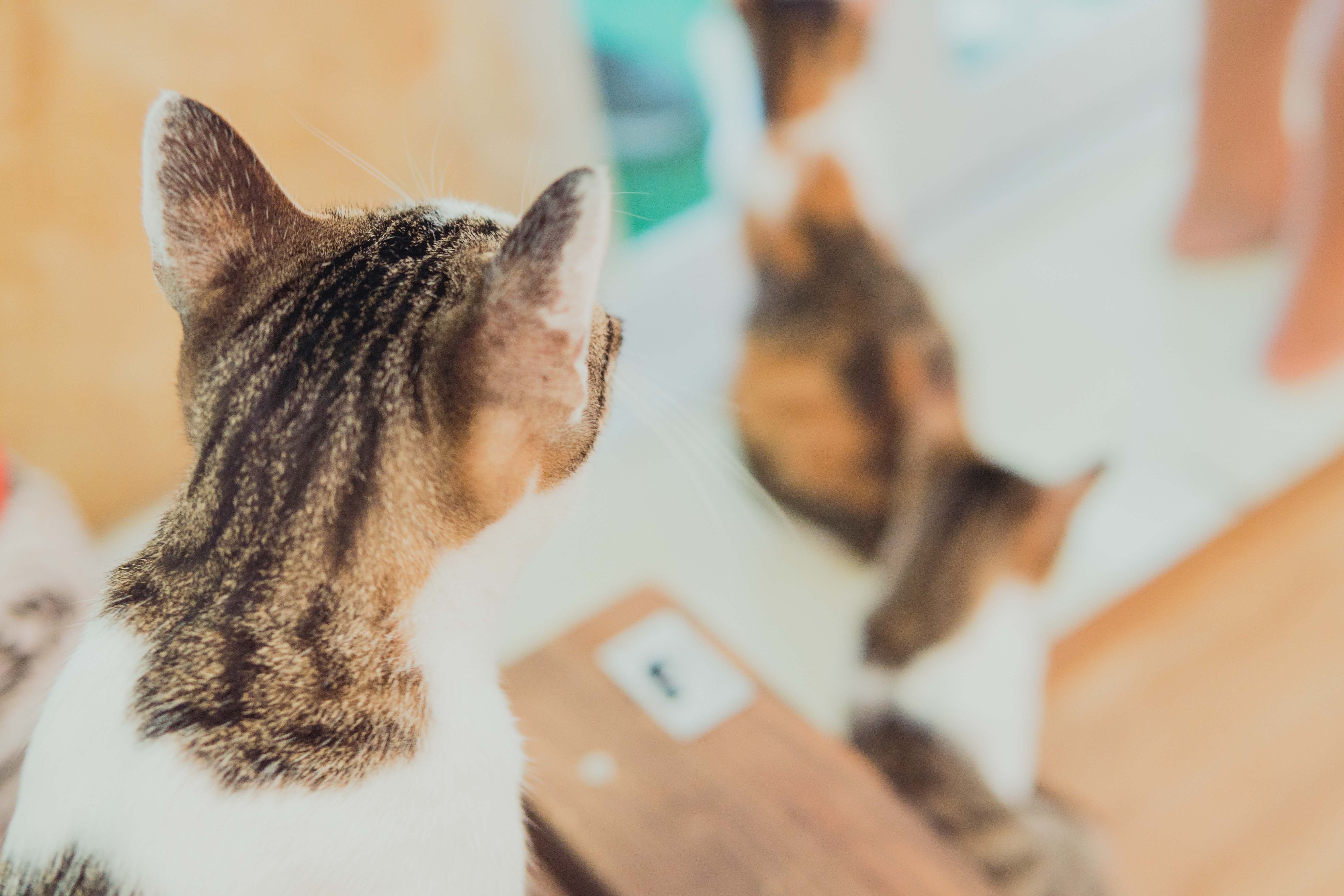 Cafe, 海悠居, 貓澳, 貓澳Cafe, 咖啡店, 貓, 貓貓咖啡店, 貓星人, 大澳, 小店, 漁村, 特色