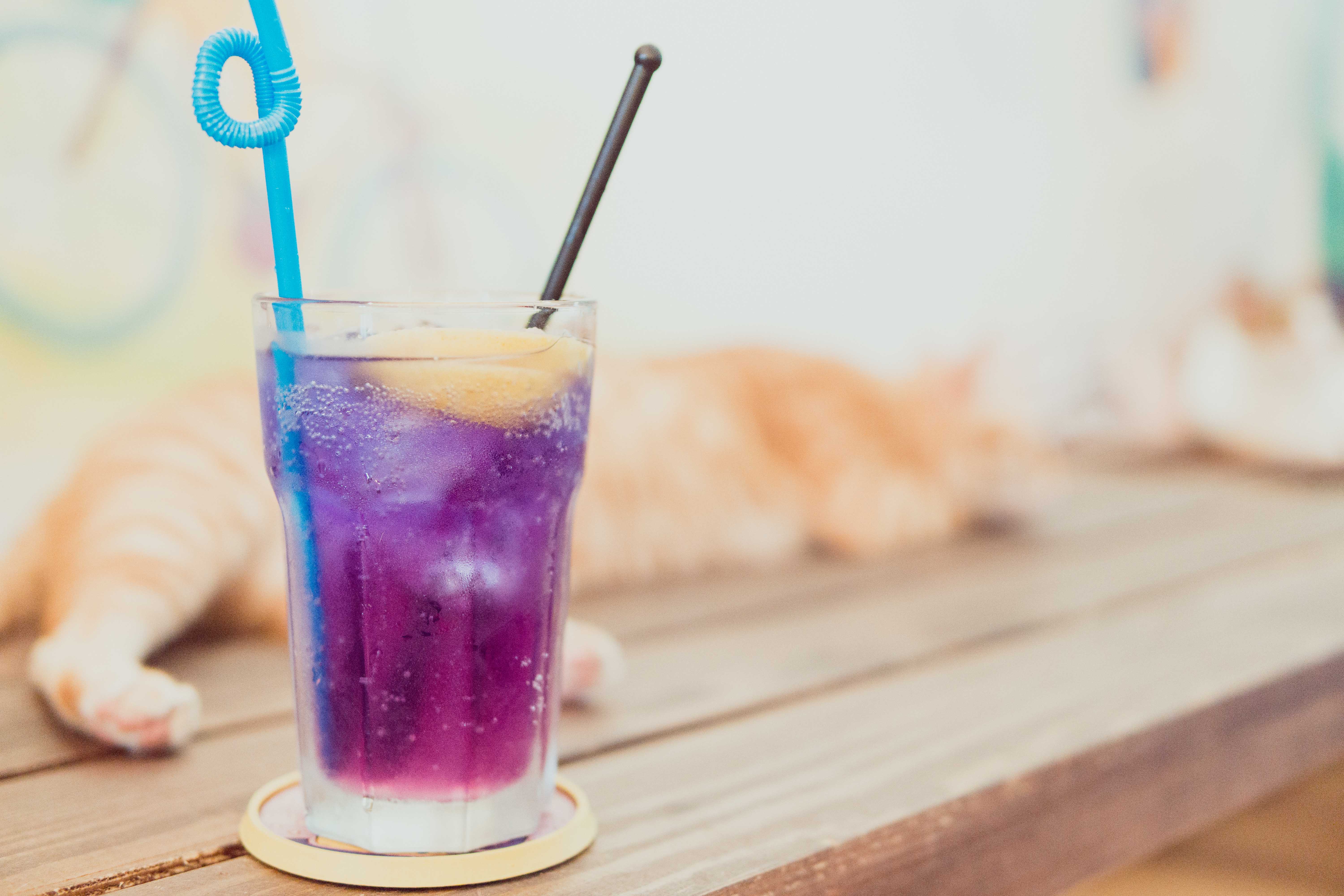 Cafe, 海悠居, 貓澳, 貓澳Cafe, 咖啡店, 貓, 貓貓咖啡店, 貓星人, 大澳, 小店, 漁村, 特色