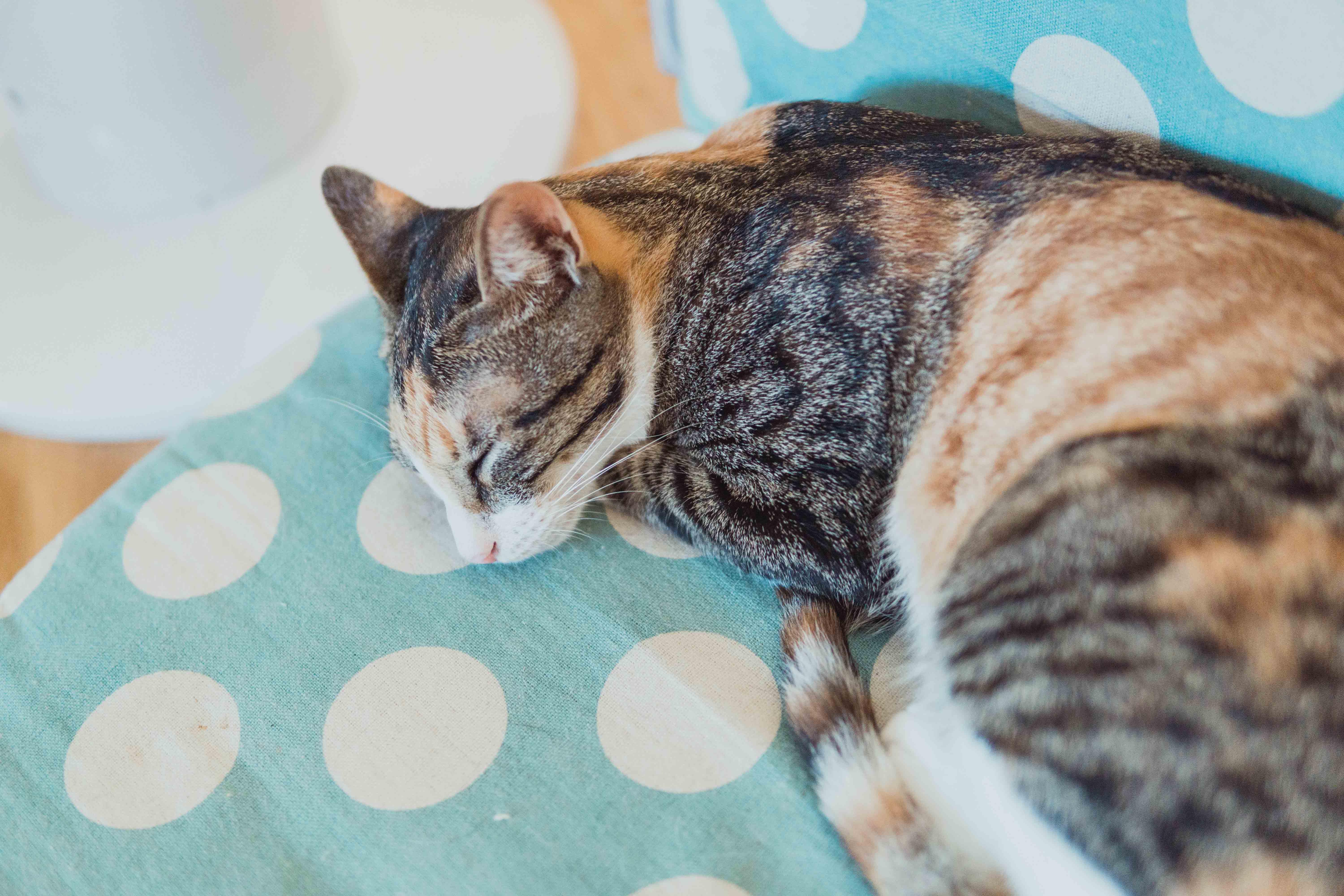 Cafe, 海悠居, 貓澳, 貓澳Cafe, 咖啡店, 貓, 貓貓咖啡店, 貓星人, 大澳, 小店, 漁村, 特色