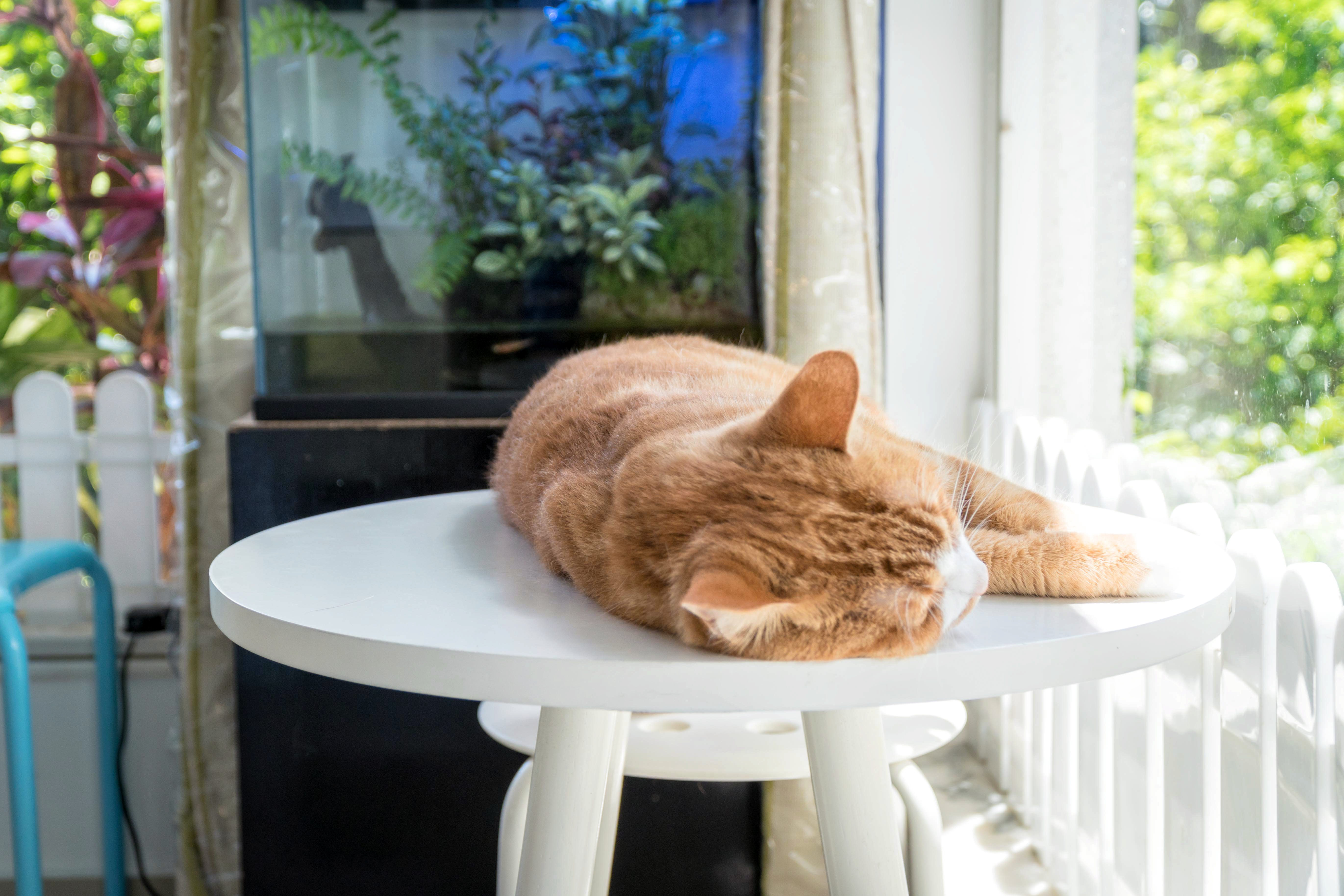 東涌民宿, 民宿, 城市綠洲民宿, 城市綠洲, 中華白海豚, 侯王宮, 地塘仔郊遊徑, 大嶼山, 大東山, 彈塗魚, 招潮蟹, 昂坪, 昂坪棧道, 東涌, 東澳古道, 機埸, 民宿, 沙螺灣, 濕地, 紅樹林, 纜車, 自然, 芒草, 觀星, 遠足, 鳳凰山, Holimood