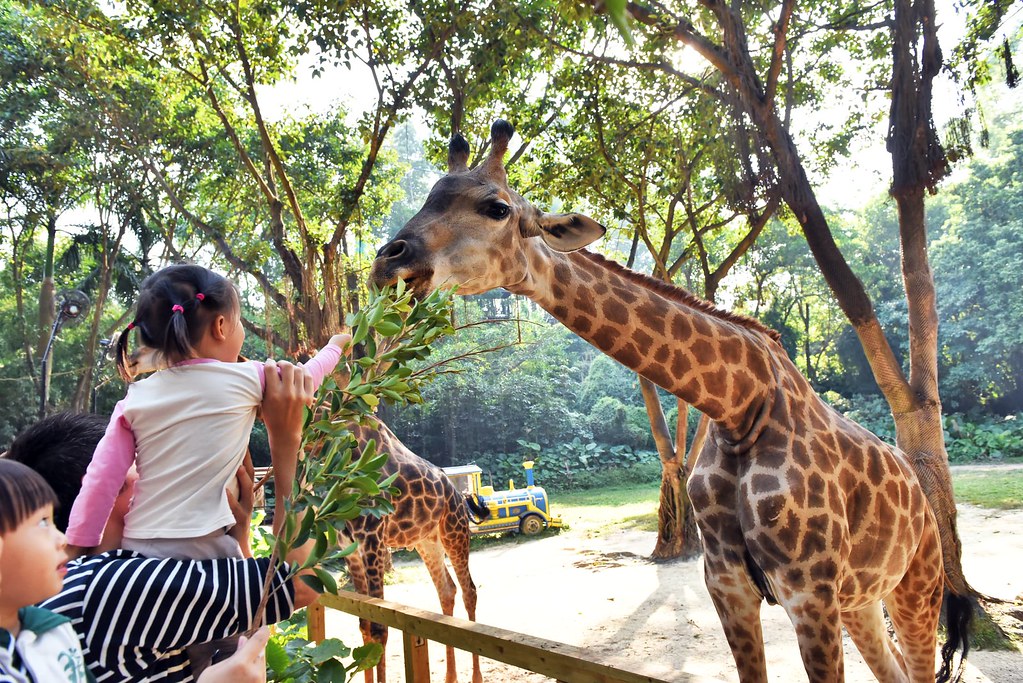 廣州長隆野生動物世界親子遊