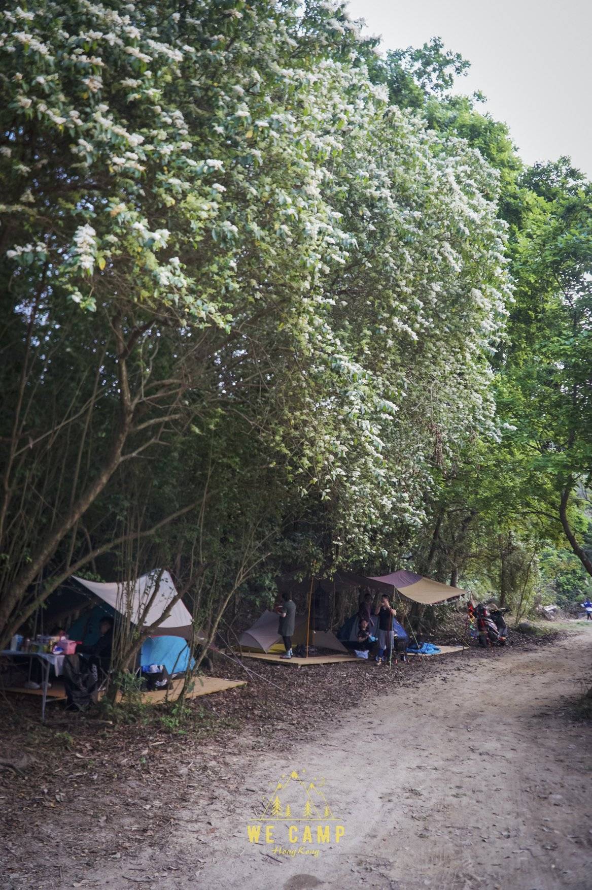 We Camp - 塘景露營 & 豪華露營 & 自攜露營 & 汽車露營 【森林系汽車營區】野外自紮+露營區 Zone B 5