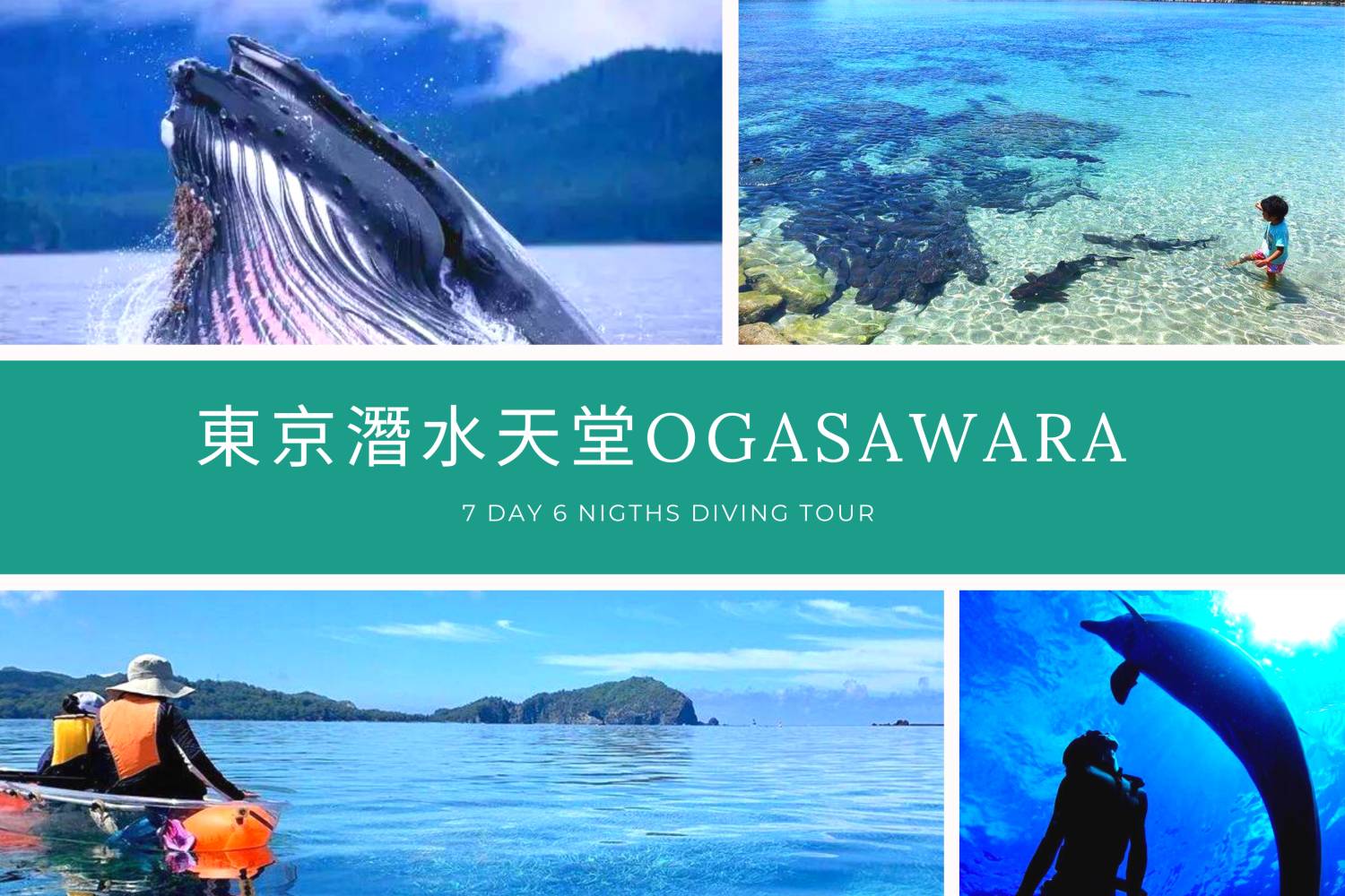 Young's Holidays [Tokyo Ogasawara Island] Asia Galapagos Diving Heaven Ogasawara 7 Days 6 Nights Diving Tour 1