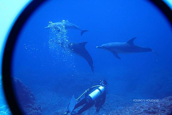 Young's Holidays [Tokyo Ogasawara Island] Asia Galapagos Diving Heaven Ogasawara 7 Days 6 Nights Diving Tour 25