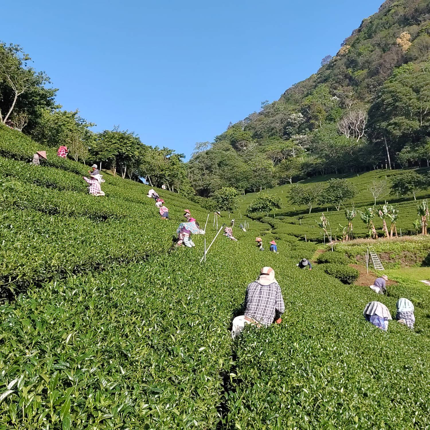 GOGO CAMP COMPANY 【台中5天雲海體驗】台中雲海露營採茶體驗 5天休閒美景之旅 13