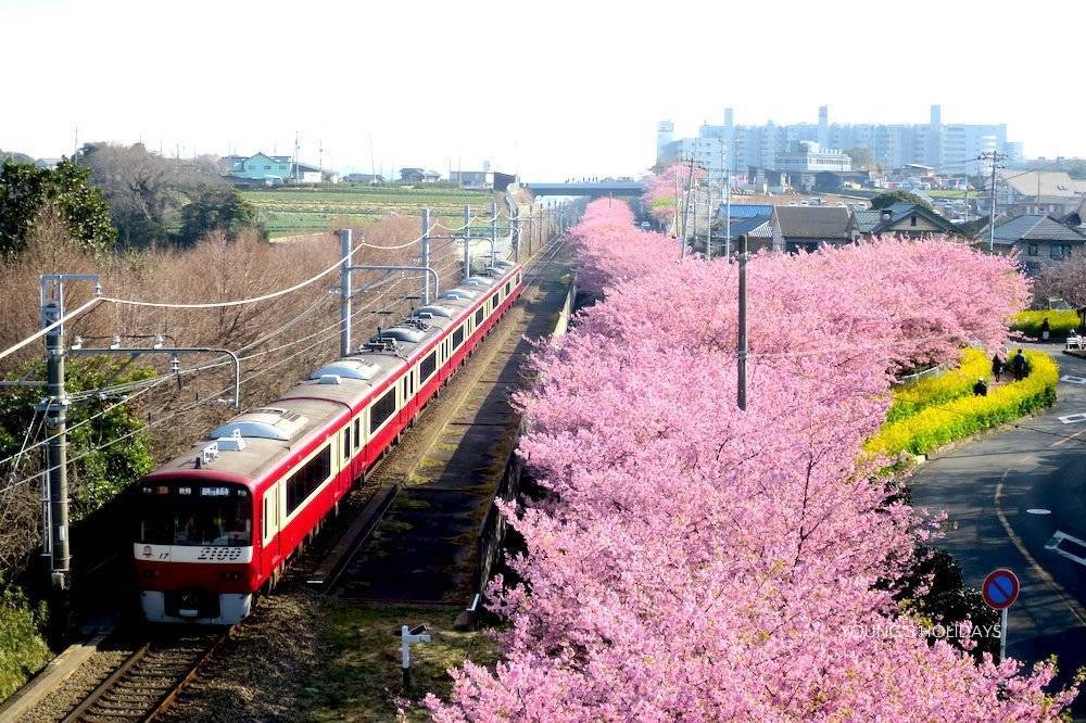 Young's Holidays 悠揚假期 【東京】七人日本露營車自駕遊租用體驗(C-Robinson 771) 33