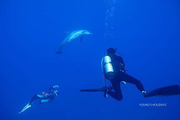 Young's Holidays [Tokyo Ogasawara Island] Asia Galapagos Diving Heaven Ogasawara 7 Days 6 Nights Diving Tour 22