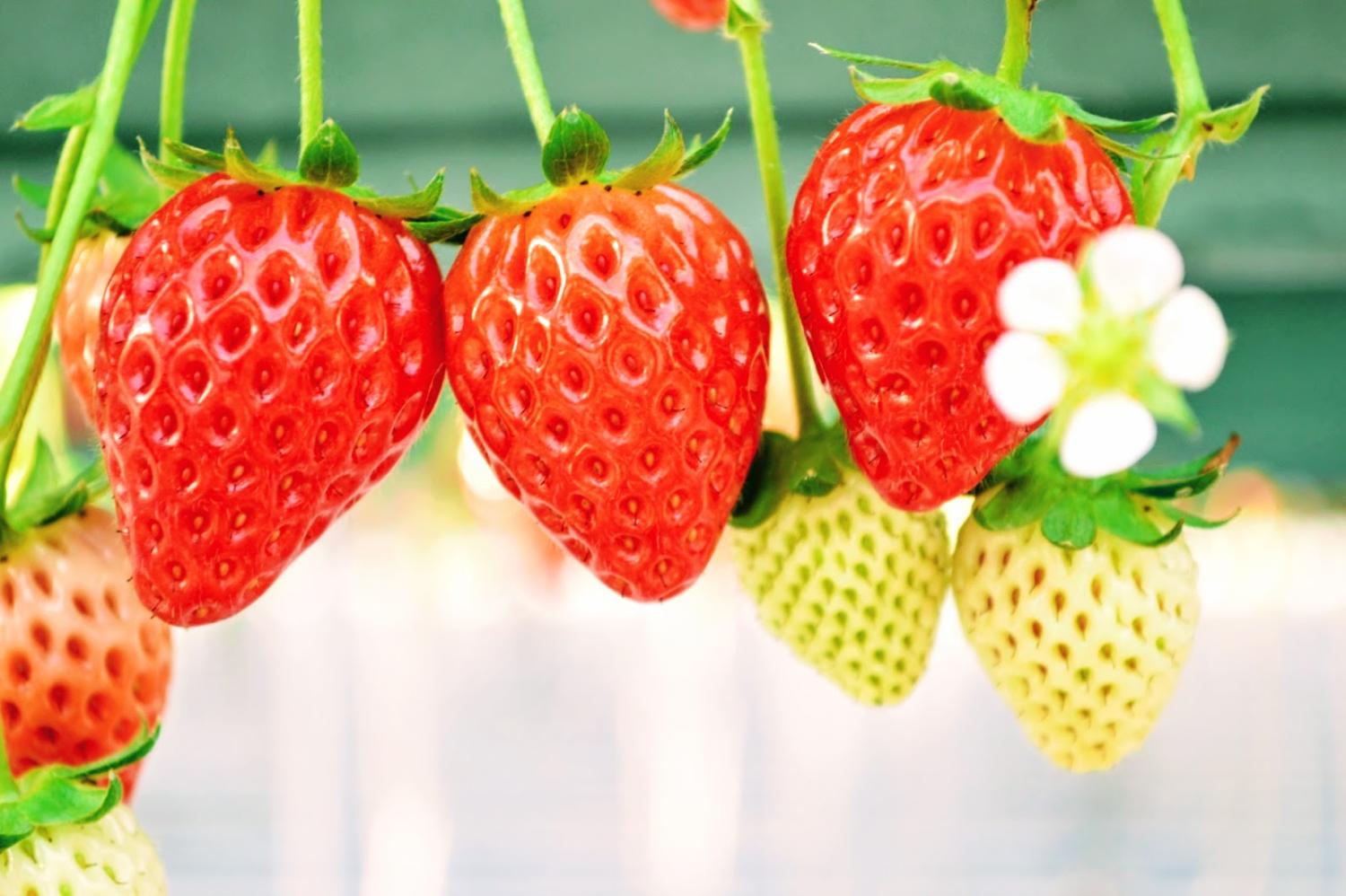 Young's Holidays 悠揚假期 【田園草莓之味】福岡Berry Field草莓60分鐘任食體驗 3