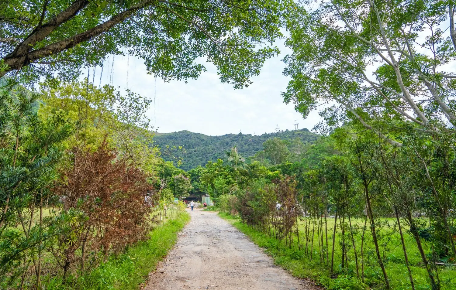 Forest Pathway Camping | Kam Tin Campsite·Pet-friendly Forest Pathway - Camping (Bring your own tent/ tent Rental) 18