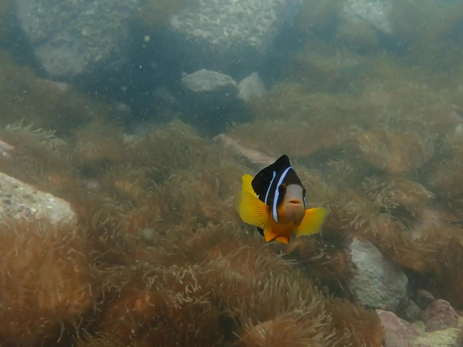 Explorer Hong Kong 【Sai Kung】Kayak and Snorkeling Experience with Guidance - Charter (min. 8 pax) 6