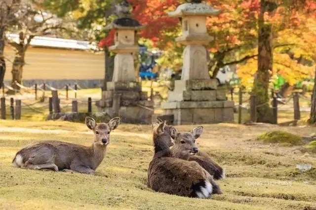 Young's Holidays - Diving Tours, Self-Drive Trips, Japan Campervans 【Tokto】Japan 5ppl RV Caravan 24 hours Rental Experience(JTSR) 20