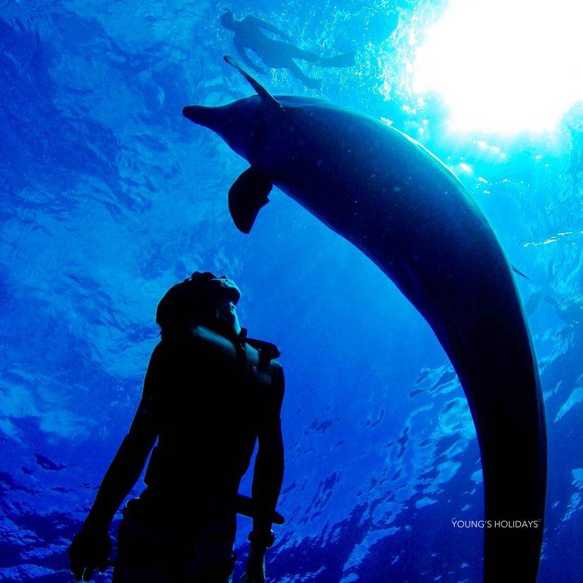 Young's Holidays [Tokyo Ogasawara Island] Asia Galapagos Diving Heaven Ogasawara 7 Days 6 Nights Diving Tour 14