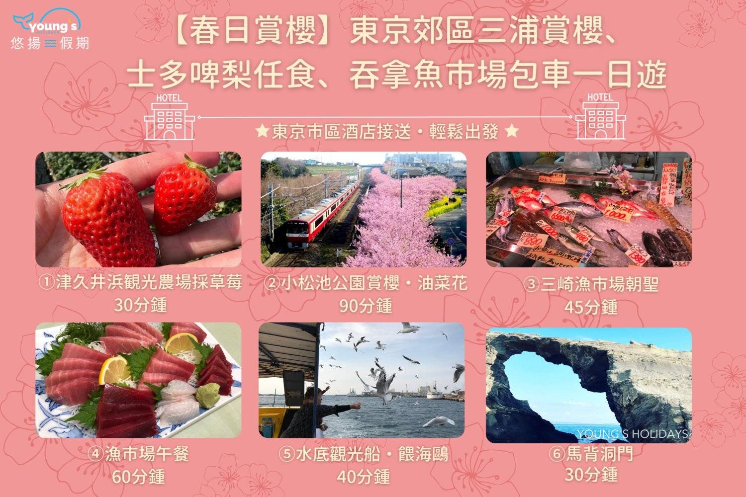Young's Holidays 悠揚假期 【春日賞櫻】東京郊區三浦賞櫻、士多啤梨任食、吞拿魚市場包車一日遊 10