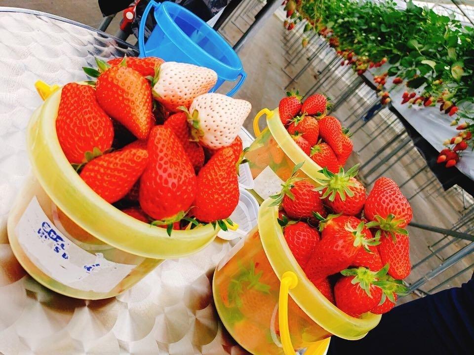 Young's Holidays 【任摘任食淡雪】東京山梨果物王國八種草莓60分鐘放題體驗 7