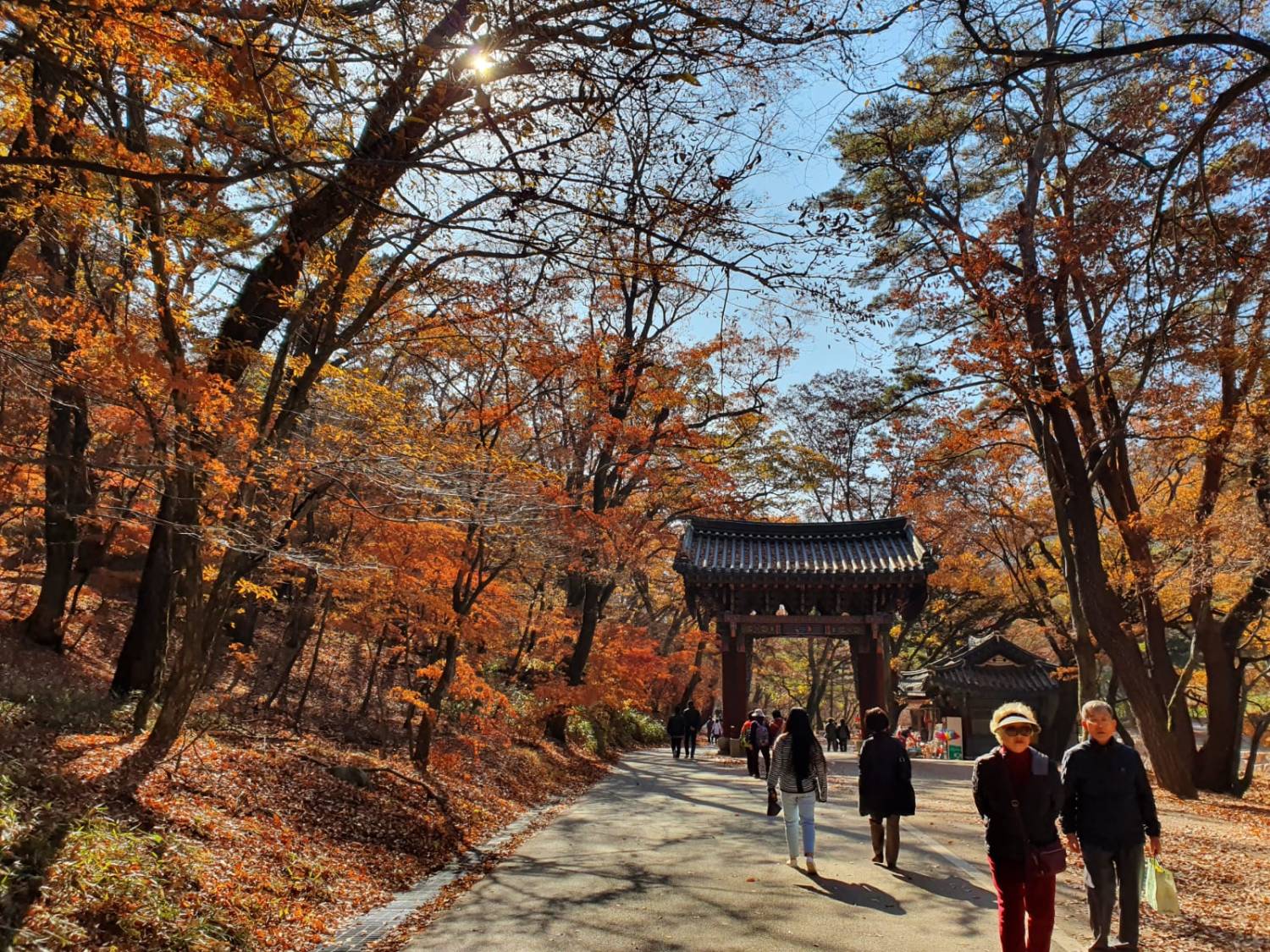 星程旅遊獨家優惠｜日本、韓國、泰國  - 活動門票/套票/一天團 (團號:MT-01) (10月&11月份) 追楓葉銀杏韓劇美景拍攝地健行 一天團 18