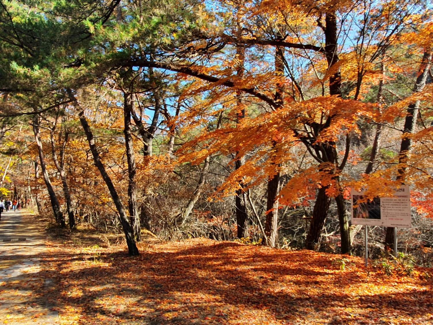 星程旅遊獨家優惠｜日本、韓國、泰國  - 活動門票/套票/一天團 (團號:MT-01) (10月&11月份) 追楓葉銀杏韓劇美景拍攝地健行 一天團 22