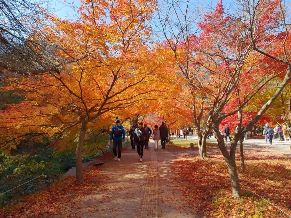 星程旅遊獨家優惠｜日本、韓國、泰國  - 活動門票/套票/一天團 (團號:NJ-01) (10月&11月份) 2024全新內藏山內藏寺紅葉慶典一天團 10