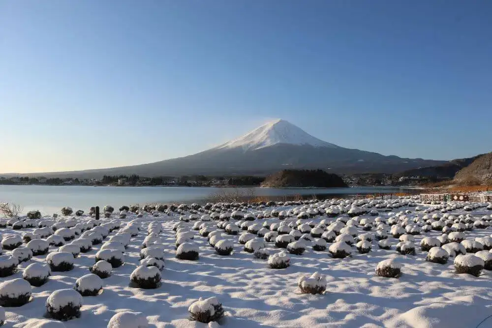 海日旅行社 【日本 一人成團系列】新宿出發 富士河口湖、西湖合掌村、甲州葡萄酒和牛美食 1天團 1