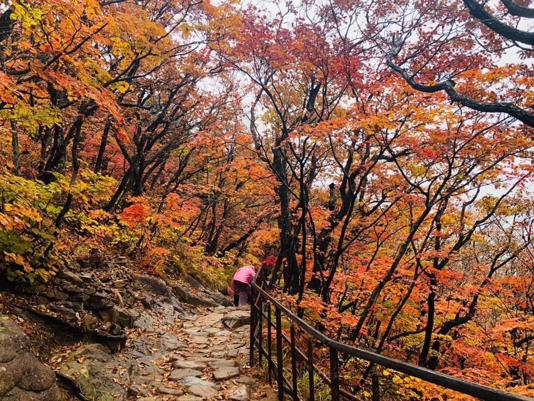 星程旅遊獨家優惠｜日本、韓國、泰國  - 活動門票/套票/一天團 (團號:SE-01) 最早賞楓紅葉勝地雪嶽山山頂 一天團 11