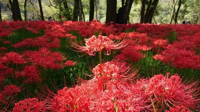 星程旅遊獨家優惠|日本、韓國、泰國 - 活動門票/套票/一天團 東京川越彼岸花海一天團( 曼珠沙華公園-500萬株彼岸花田 、OUTLET PARK ) (KTM-01A) 6