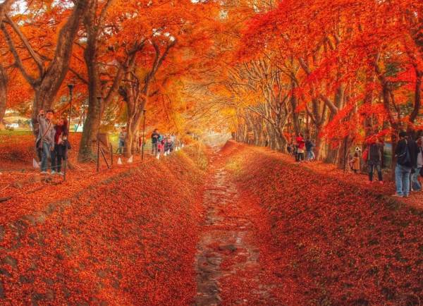 星程旅遊獨家優惠|日本、韓國、泰國 - 活動門票/套票/一天團 秋日富士山河口湖紅葉迴廊、川越、輕井澤秋色溫泉 2天團【忍野八海、淺間神社、入住八岳森林小木屋、白絲瀑布、小江戶川越街道】KTK-02A 東京出發 2
