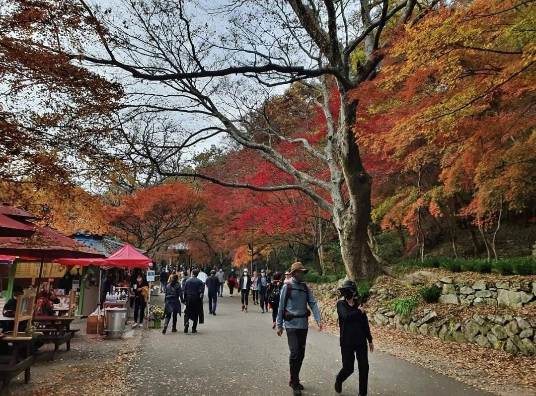 星程旅遊獨家優惠｜日本、韓國、泰國  - 活動門票/套票/一天團 (團號:NJD-01) (10月&11月份) 東內藏山 最新楓葉公園 一天團 10