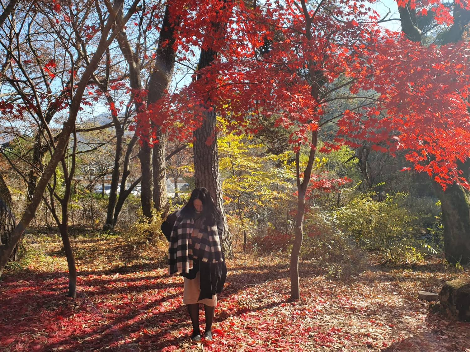 星程旅遊獨家優惠｜日本、韓國、泰國  - 活動門票/套票/一天團 (團號:MT-01) (10月&11月份) 追楓葉銀杏韓劇美景拍攝地健行 一天團 14