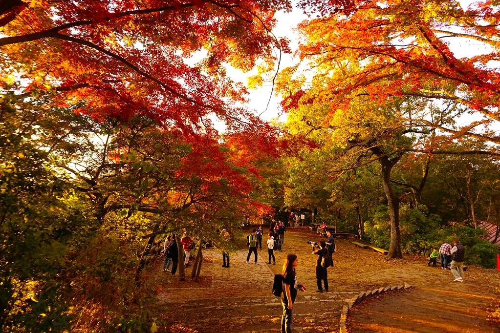 星程旅遊獨家優惠|日本、韓國、泰國 - 活動門票/套票/一天團 東京紅葉一天團【紅葉名所-高尾山 ▎奥多摩湖~ 麥山浮橋 】(KTM-01A) 2