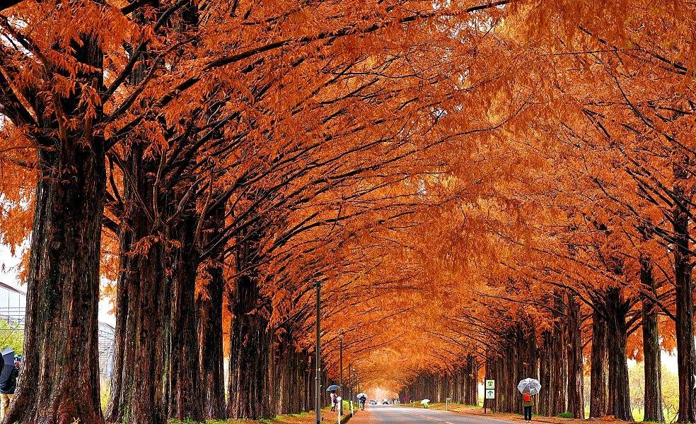 星程旅遊獨家優惠|日本、韓國、泰國 - 活動門票/套票/一天團 琵琶湖紅葉一天遊-(雞足寺+滋賀水杉林大道+黒壁廣場)(KNS-01A)名古屋出發 3