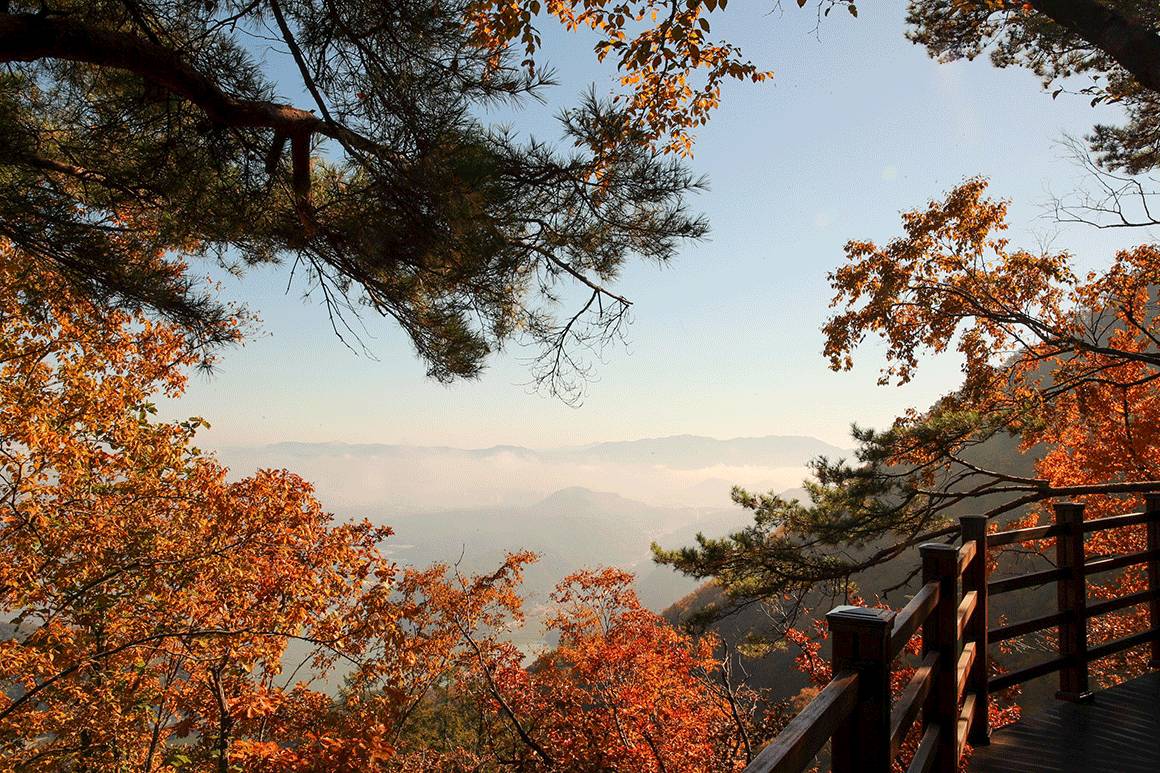 星程旅遊獨家優惠｜日本、韓國、泰國  - 活動門票/套票/一天團 (團號:NC-01) 春川三岳山湖水纜車,南怡島紅葉 一天團 11