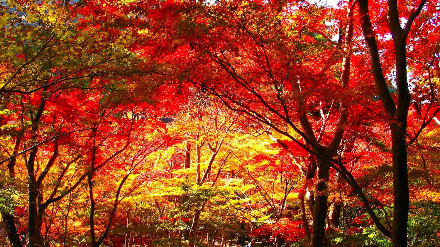 星程旅遊獨家優惠｜日本、韓國、泰國  - 活動門票/套票/一天團 有馬紅葉名所一天團【勝尾寺- ▎箕面紅葉公園 ▎瑞寶寺公園】(KOA-01A) 大阪出發 1