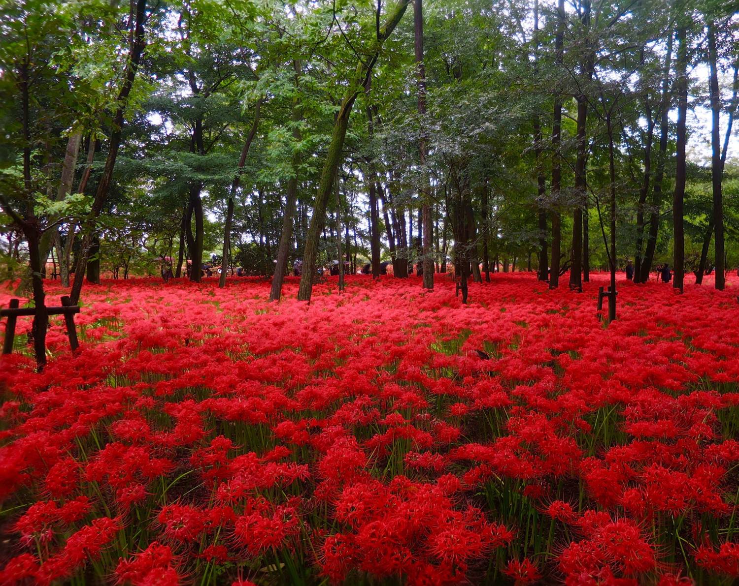 星程旅遊獨家優惠|日本、韓國、泰國 - 活動門票/套票/一天團 東京川越彼岸花海一天團( 曼珠沙華公園-500萬株彼岸花田 、OUTLET PARK ) (KTM-01A) 3