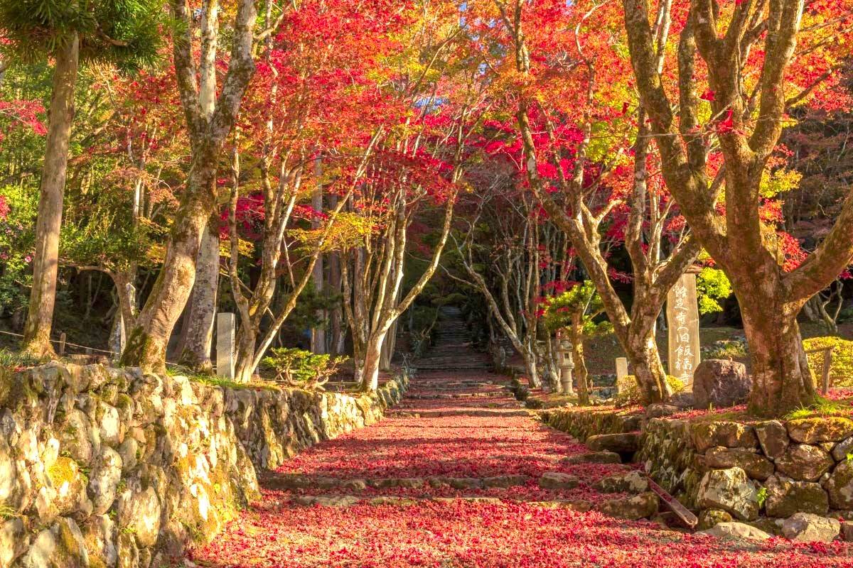 星程旅遊獨家優惠｜日本、韓國、泰國  - 活動門票/套票/一天團 琵琶湖紅葉名所秘境一天遊【牧野町杉木道 ▎長濱市雞足寺   】(KOB-01A) 大阪出發 5