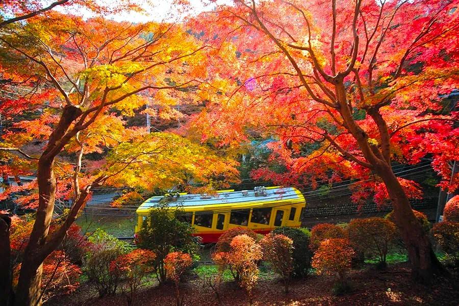 星程旅遊獨家優惠|日本、韓國、泰國 - 活動門票/套票/一天團 東京紅葉一天團【紅葉名所-高尾山 ▎奥多摩湖~ 麥山浮橋 】(KTM-01A) 1