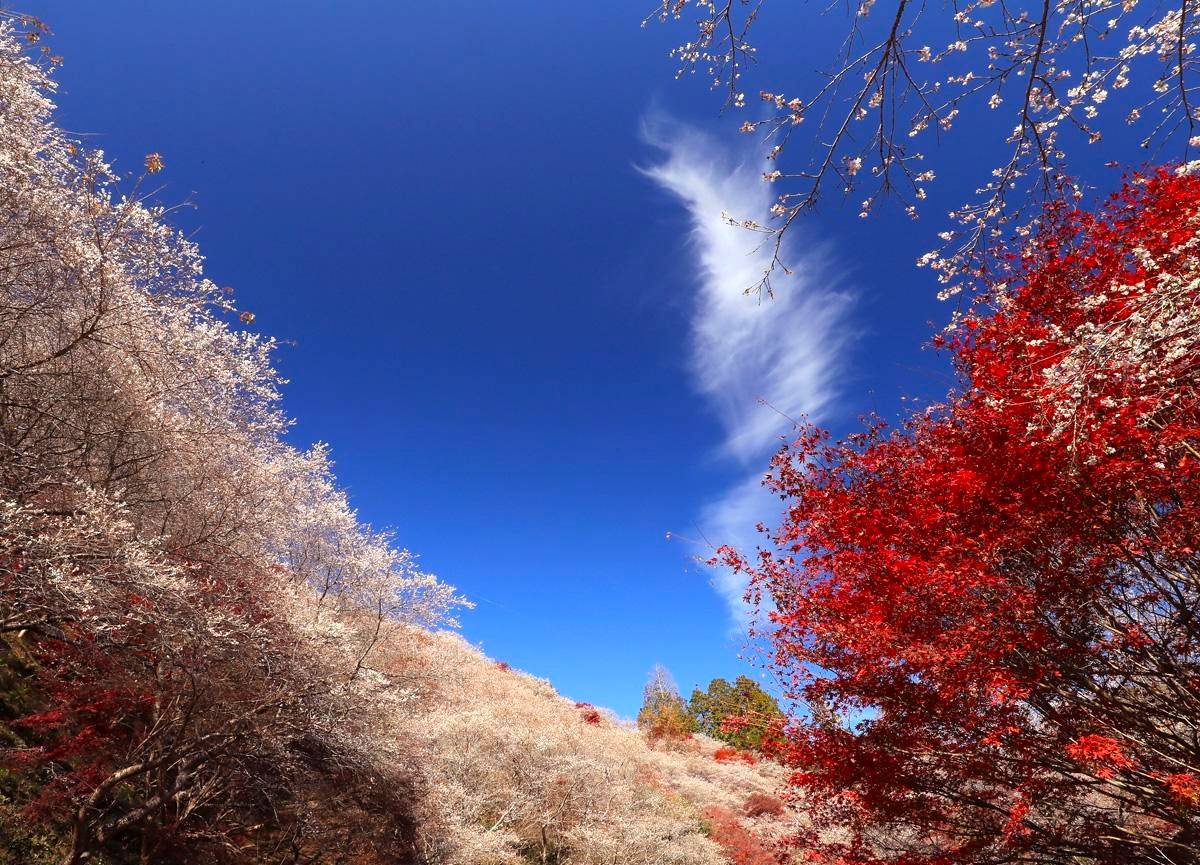 星程旅遊獨家優惠|日本、韓國、泰國 - 活動門票/套票/一天團 名古屋紅葉名所一天遊-(香嵐溪+小原四季櫻公園+犬山城下町)(KNK-01A) 3