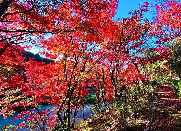 星程旅遊獨家優惠｜日本、韓國、泰國  - 活動門票/套票/一天團 宇治紅葉名所1天團-【 三室戸寺, 宇治抹茶街,平等院-表參道,紫式部雕像】 (KOU-01A) 大阪出發 2