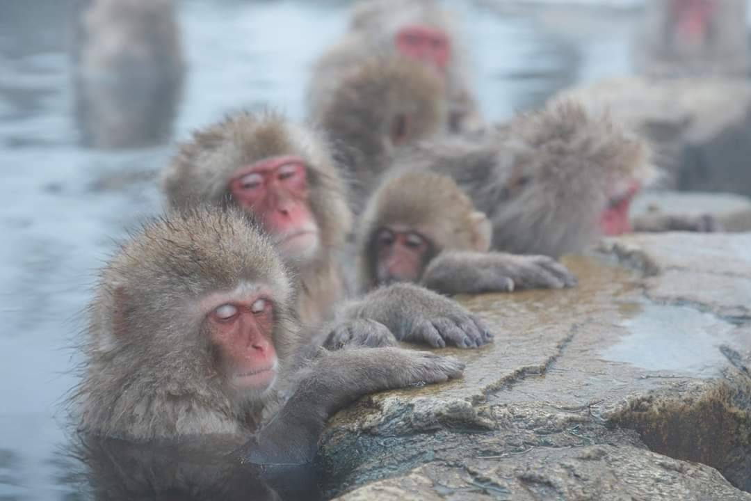 星程旅遊獨家優惠|日本、韓國、泰國 - 活動門票/套票/一天團 輕井澤川越溫泉二天團▎雪屋之村▎長野雪猴溫泉▎川越街道( KTK-02F) 東京出發 2