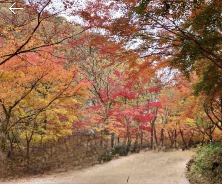 星程旅遊獨家優惠｜日本、韓國、泰國  - 活動門票/套票/一天團 (團號:GD-02)譚陽樹林, 光州普羅旺斯,楓葉公園, 賞楓葉二天團 13